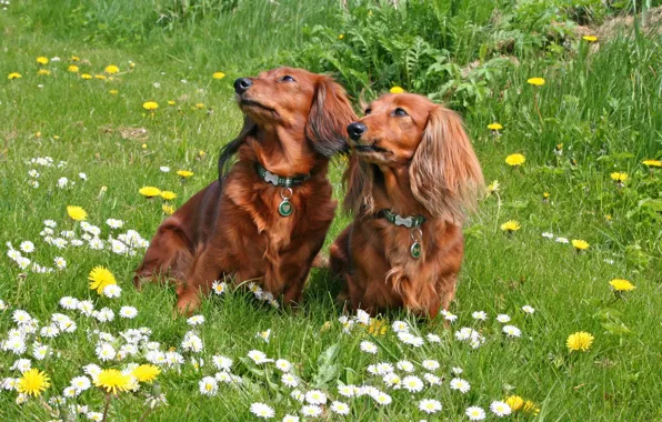 Dogs, summer, nature