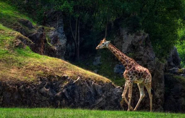 Greens, trees, nature, the dark background, stones, rocks, giraffe, walk