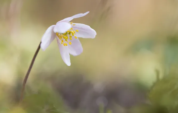 White, flower, background, blur