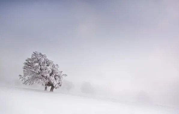 Picture winter, field, snow, fog, tree