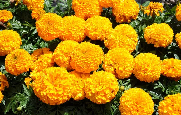 Flowerbed, yellow, marigolds