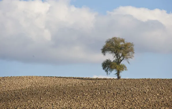 The sky, clouds, trees