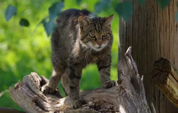 Cat, cat, look, pose, post, snag, wild cat