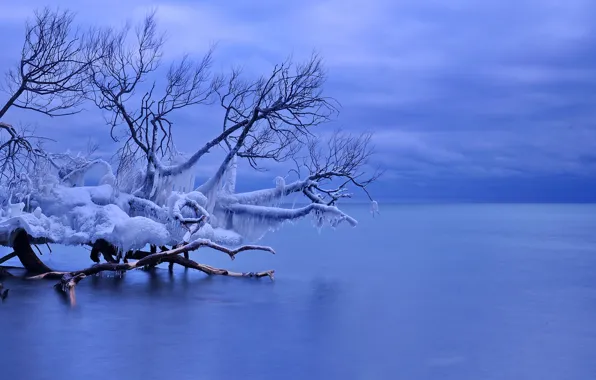 Picture ice, winter, icicles, Canada, Whitby, lake Ontario, fallen tree