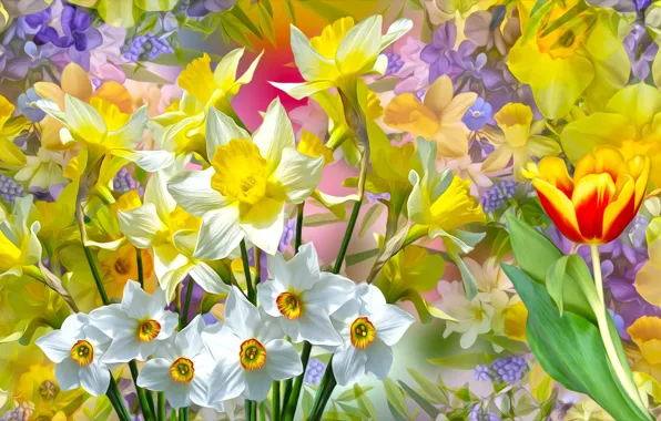 Graphics, flowers, narcyz, tulipan, żonkil
