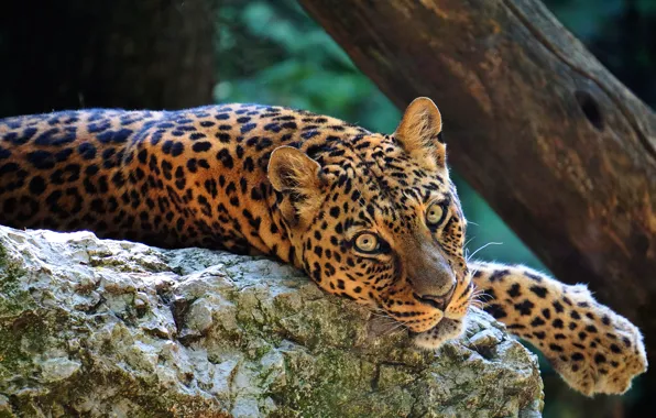 Face, pose, background, tree, stone, paw, leopard, lies