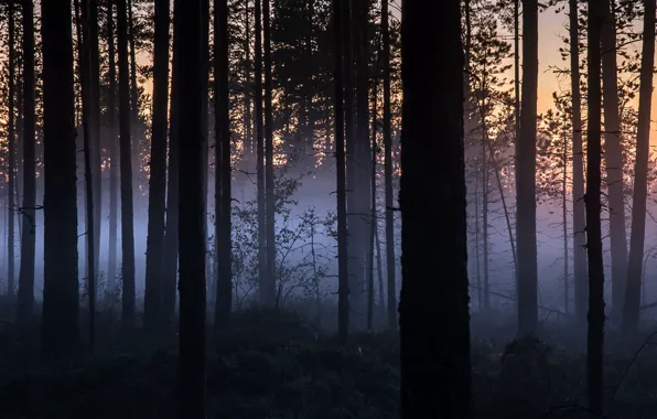 Picture forest, night, fog