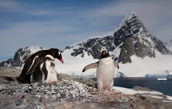 Three, cold, penguins