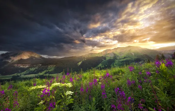 Field, the sky, flowers, mountains, meadow, Ivan-tea