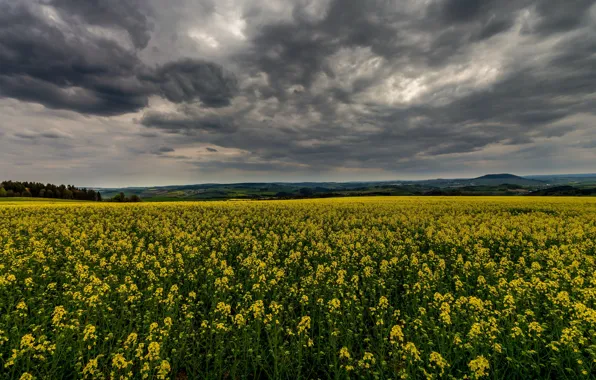 Field, summer, clouds, flowers, yellow, rape, gloomy sky, rapeseed field