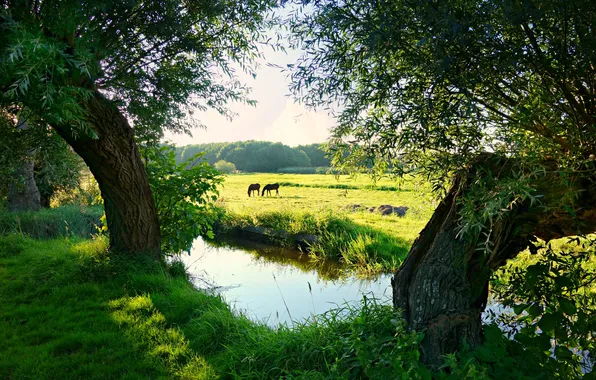 Picture field, forest, animals, the sky, grass, clouds, trees, landscape