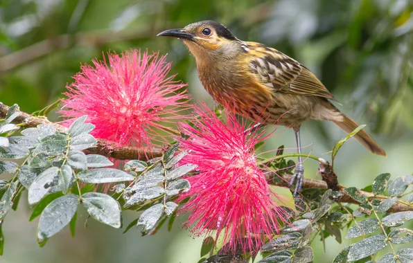 Flowers, bird, acacia