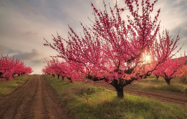 Road, field, tree, Sakura, flowering