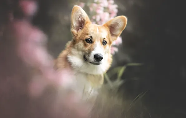Dog, bokeh, Corgi