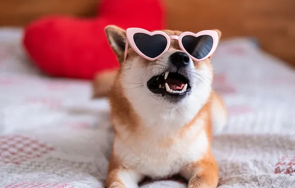 Portrait, dog, glasses, face, sunglasses, Shiba inu, Shiba