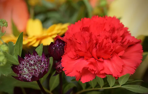 Picture macro, Carnation, Astrantsiya, Red carnation