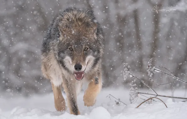 Picture winter, snow, wolf, predator, the orderly forest, Alexander Kukanov