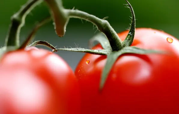 Picture macro, vegetables, tomatoes