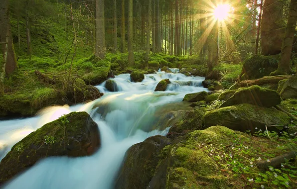 Forest, the sun, rays, nature, river, stones, moss, stream