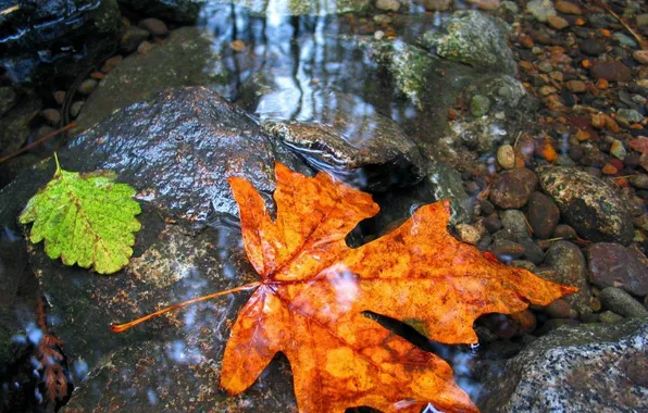 Autumn, leaves, water, stones, the bottom