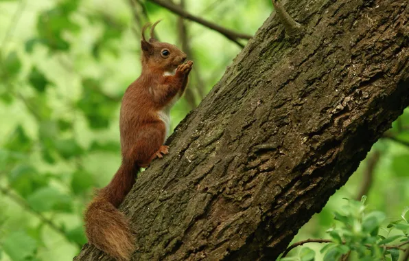 Tree, protein, tail, squirrel, brush