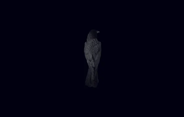 Picture bird, Raven, black background