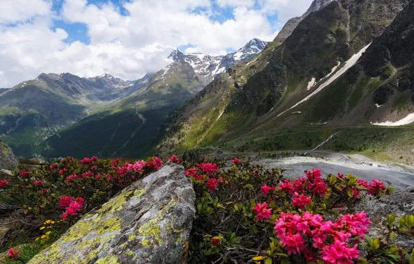 Picture landscape, flowers, mountains