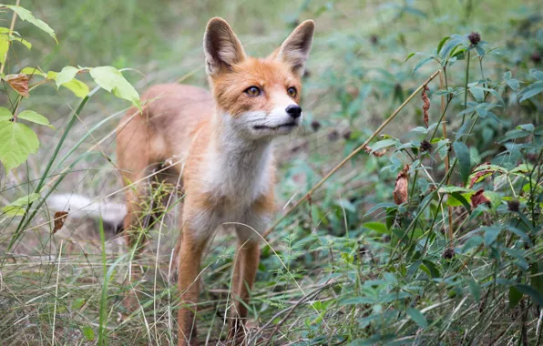 Nature, background, Fox