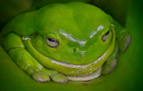 Frog, Australia, green