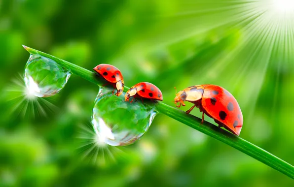 Greens, the sun, drops, macro, insects, Rosa, rendering, ladybugs