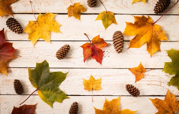 Picture autumn, leaves, background, colorful, maple, wood, autumn, leaves