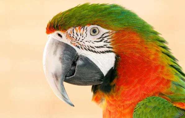 Picture bright, head, beak, parrot