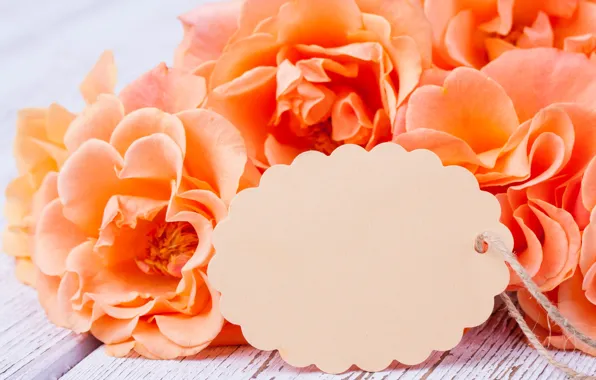 Roses, flowers, romantic, roses