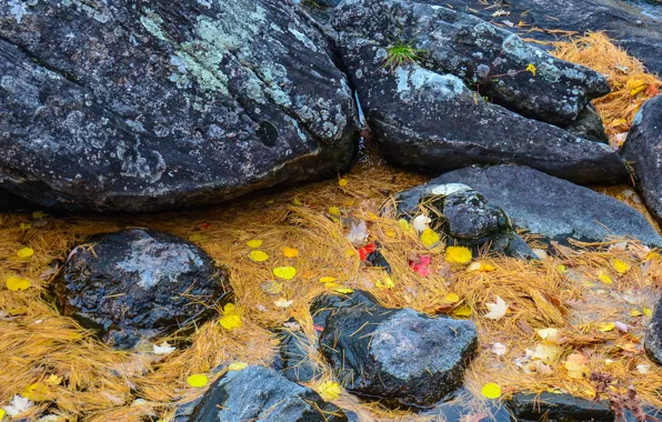 Picture autumn, leaves, water, stream, stones