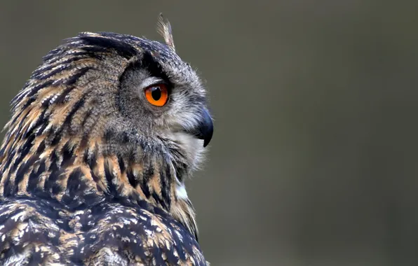 Background, owl, bird