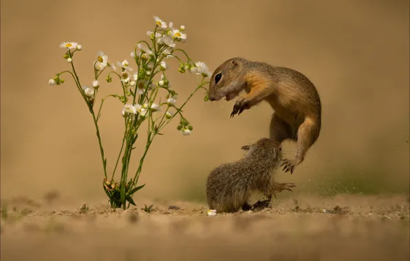 Picture sand, flowers, pose, jump, two, chamomile, pair, a couple