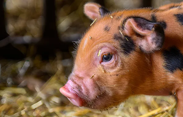 Look, portrait, red, hay, pig, straw, profile, face