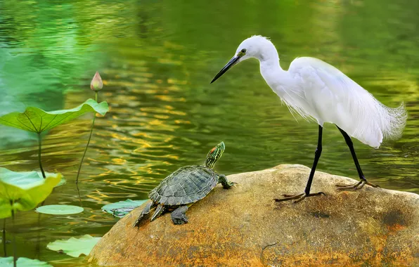 Lake, pond, bird, shore, stone, turtle, Lotus, white