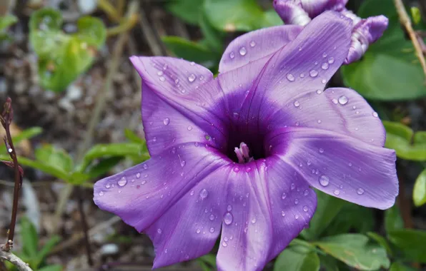 Flower, purple, nature