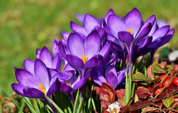 Leaves, macro, flowers, background, spring, purple, crocuses, lilac