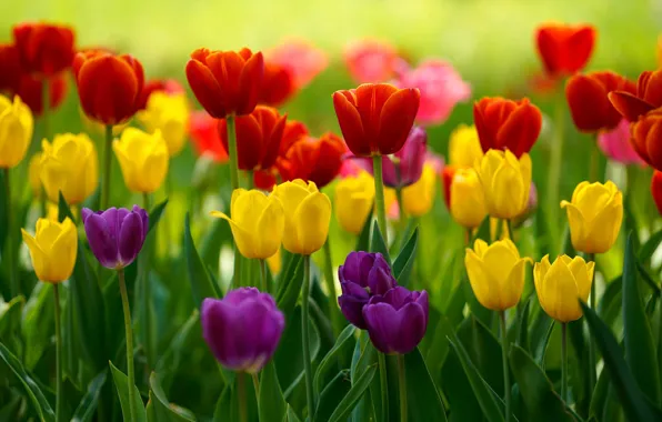 Picture purple, flowers, yellow, red, spring, tulips, flowerbed, different