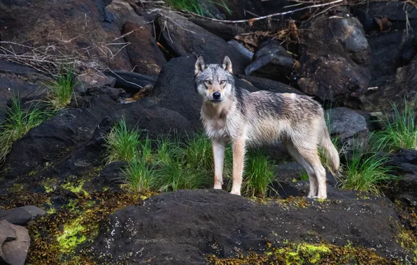 Picture grass, look, nature, pose, stones, grey, wolf