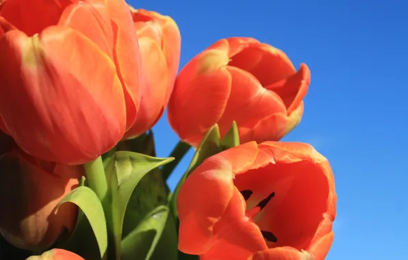 Picture the sky, the sun, bouquet, tulips, red