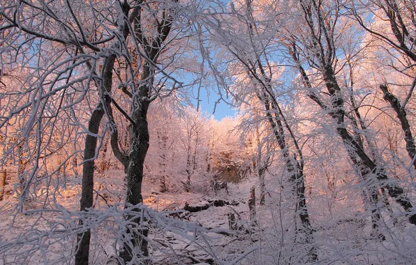 Winter, frost, forest, snow, trees, branches, nature, frost