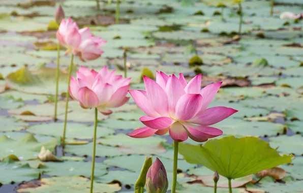 Flowers, lake, Lotus, Lotus, pink, buds, pink, flowers