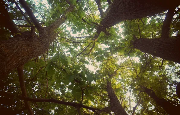 Picture the sky, trees, green, foliage, crown