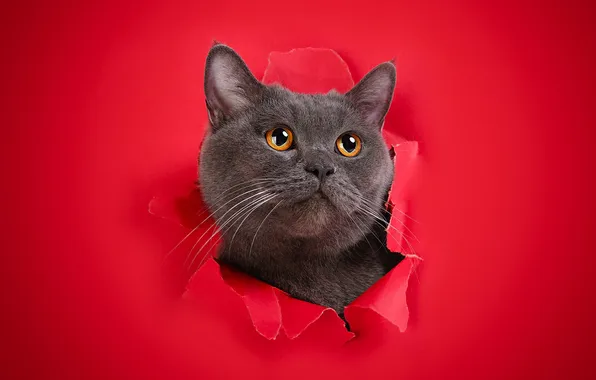 Cat, cat, look, pose, face