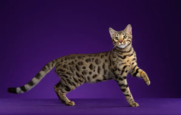 Cat, cat, the dark background, purple background, Bengal