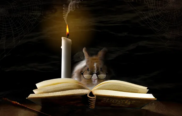 Picture magic, candle, web, rabbit, glasses, book, magic, rabbit