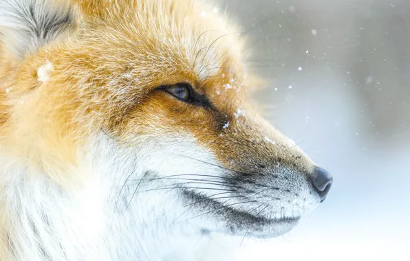 Picture face, snow, Fox, Fox
